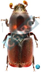 Attēlu rezultāti vaicājumam “Scolytus ratzeburgi”