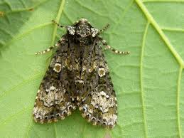 Attēlu rezultāti vaicājumam “Craniophora ligustri”