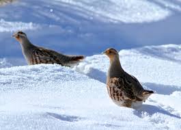 Attēlu rezultāti vaicājumam “Perdix perdix”