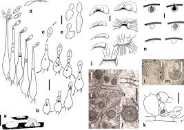 Attēlu rezultāti vaicājumam “Phleogena faginea sessile”