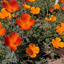 Attēlu rezultāti vaicājumam “Eschscholzia californica”
