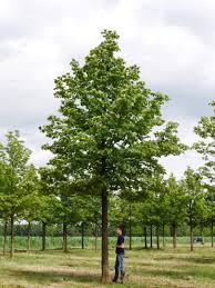 Attēlu rezultāti vaicājumam “Aesculus hippocastanum”