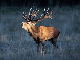 Attēlu rezultāti vaicājumam “Cervus elaphus”