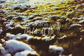 Image result for 2005早春