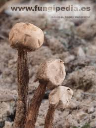 Attēlu rezultāti vaicājumam “Tulostoma fimbriatum”