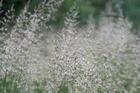 Attēlu rezultāti vaicājumam “Agrostis capillaris”