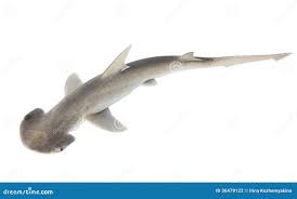 Image result for Sphyrna tiburo