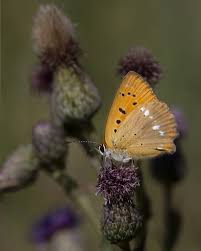 Attēlu rezultāti vaicājumam “Lycaena virgaureae”