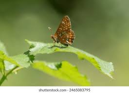 Attēlu rezultāti vaicājumam “Euphydryas maturna pupa”