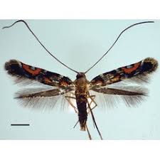 Attēlu rezultāti vaicājumam “Gracillaria syringella imago”