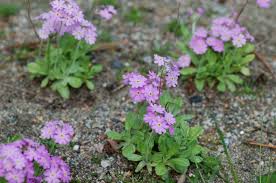 Attēlu rezultāti vaicājumam “Primula farinosa flower”