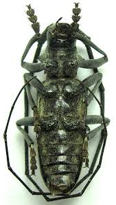 Attēlu rezultāti vaicājumam “Monochamus sutor”