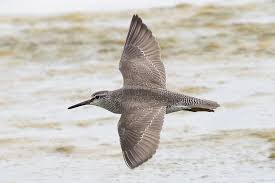 Image result for Tringa brevipes