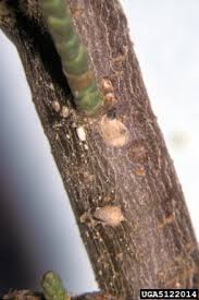 Attēlu rezultāti vaicājumam “Chionaspis salicis”