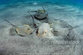 Image result for Dasyatis pastinaca