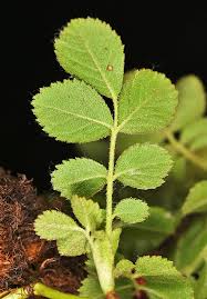 Attēlu rezultāti vaicājumam “Rosa subcanina leaf”