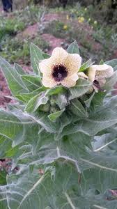 Attēlu rezultāti vaicājumam “Hyoscyamus niger flower”