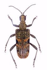 Attēlu rezultāti vaicājumam “Rhagium inquisitor”