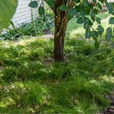 Attēlu rezultāti vaicājumam “Carex loliacea leaf”