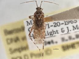 Attēlu rezultāti vaicājumam “Phytocoris sp.”