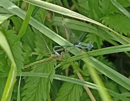 Attēlu rezultāti vaicājumam “Lestes sponsa”