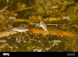 Attēlu rezultāti vaicājumam “Aquarius najas”