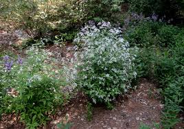 Attēlu rezultāti vaicājumam “Gillenia trifoliata flower”