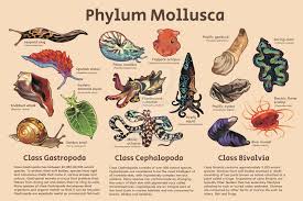 Attēlu rezultāti vaicājumam “Mollusca”