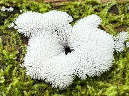 Attēlu rezultāti vaicājumam “Comatricha ellae spores”