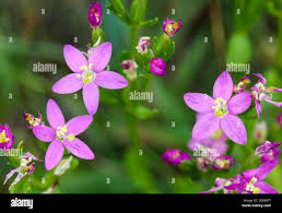 Attēlu rezultāti vaicājumam “Centaurium littorale flower”