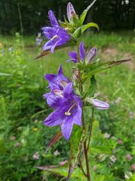 Attēlu rezultāti vaicājumam “Campanula trachelium flower”