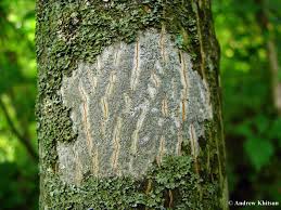 Attēlu rezultāti vaicājumam “Graphis scripta”