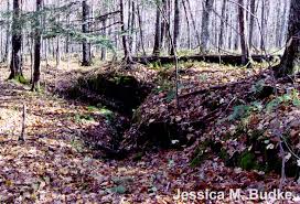 Attēlu rezultāti vaicājumam “Timmia megapolitana”