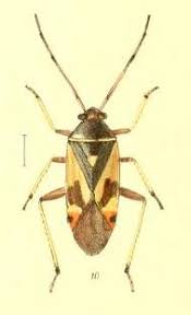 Attēlu rezultāti vaicājumam “Polymerus palustris”