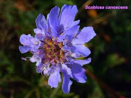 Image result for Scabiosa canescens