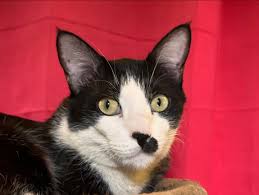 Image result for kitler