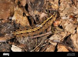 Attēlu rezultāti vaicājumam “Argynnis paphia larva”