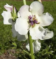 Attēlu rezultāti vaicājumam “Verbascum blattaria leaf”