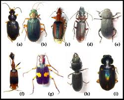 Attēlu rezultāti vaicājumam “Carabidae”