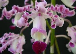 Attēlu rezultāti vaicājumam “Scardia boletella exuvia”