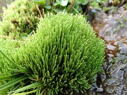 Attēlu rezultāti vaicājumam “Philonotis fontana”