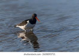 Attēlu rezultāti vaicājumam “Haematopus ostralegus”