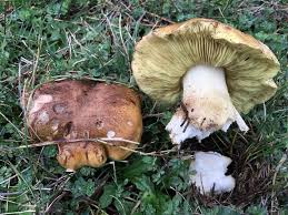 Attēlu rezultāti vaicājumam “Tricholoma flavovirens”