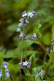 Attēlu rezultāti vaicājumam “Myosotis sylvatica leaf”