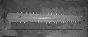 Image result for Pristis pectinata