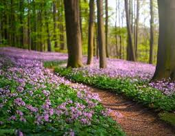 Attēlu rezultāti vaicājumam “Lunaria rediviva flower”