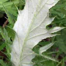 Attēlu rezultāti vaicājumam “Cirsium vulgare leaf”