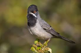 Image result for Sylvia rueppelli