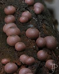 Attēlu rezultāti vaicājumam “Enerthenema papillatum young”