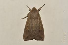 Attēlu rezultāti vaicājumam “Mythimna sp.”